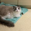 Y子と一緒に過ごしてとても安心そうなふくちゃん