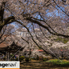 山梨県北斗市武川町　山高神代桜のある実相寺の境内