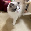珍しく朝寝坊したふくちゃん