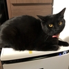 猫熱中症対策❄️ゼロ作戦｜夏のひんやりグッズ5選