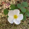 ズンバの稽古