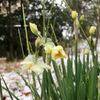 雪が降る