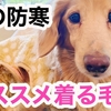 犬の防寒 シニア犬にオススメ！着る毛布