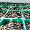 2月22日　ミニトマト・トウモロコシの芽が出る