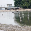 竹島海岸のアオサギ