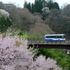 お花見シーズンの高遠線