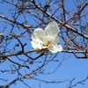 咲いた、咲いた、コブシが咲いた ♬