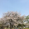 千種公園、花見とプリンシェイク