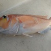 3度目の正直