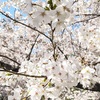 花見　2023.3.30