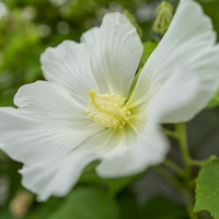 9月の誕生花 旅カメラ