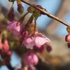 　河津桜，寒桜