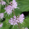 (440) Mentha canadensis