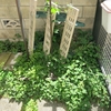 東部戦線