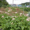 ジャガイモ。花が咲いて、良い匂い