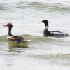 兵庫県西宮市）甲子園浜。ウミアイサ、カンムリカイツブリ、イソシギ、ホシハジロ、ハシビロガモ、コガモ、カルガモ、オナガガモ、ホオジロガモ、オオバン、カワウ、セグロカモメ、アオサギ、茶色のドバト（カワラバト）。