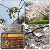 今日の桜