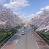 当然のことだが、桜は毎年成長する。国立市の大学通りの桜　