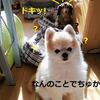ショコラ君の反省とプリンちゃんの八つ当たりの動画