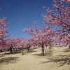 群馬の花名所　いせさき市民のもり公園　2020年3月1日