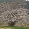 桜が綺麗です。