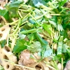 豚肉と蓮根のオイスターソース