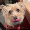 きなこ、新しいお店に行く