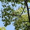 ムシクイ2羽(大阪城野鳥探鳥 2015/08/08 4:55-9:20)