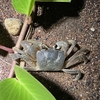 スナガニの一種　硫黄島