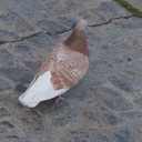 はとのひとりごと。