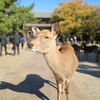 奈良「東大寺」快晴　2019