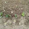 ジャガイモの芽かきとジャガ芽挿し栽培やってみました！