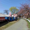 太平川観桜会　(秋田県秋田市)