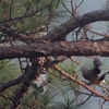 カケス Eurasian Jay