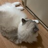 朝は甘噛み、午前中は元気いっぱいのふくちゃん