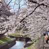 桜が咲かなくなるって知ってる？　高知で開花宣言、東京、名古屋も間近　変わる「前線」、北上が過去のものに…（２０２４年３月２５日『東京新聞』）