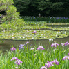 平安神宮・神苑の花菖蒲と睡蓮