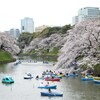 【お花見2019】桜舞う季節！靖国神社～千鳥ヶ淵（緑道・北の丸公園）～外濠公園［東京都千代田区］