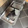 トリミングの度に別犬のようになって帰ってきます。