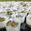 【SDGｓ】プラスチック代替品は、どんなものがあるか。