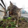 6月前半の #ねこ #cat #猫 その4
