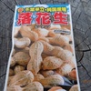 落花生の種　種蒔き　Peanut seeds