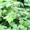 トンボ：夏から秋へ