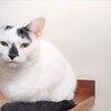 猫ボランティアは続くよどこまでも