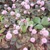 No.1783　金平糖の花畑の中で