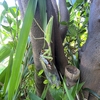 クマゼミを捕食するハラビロカマキリ