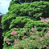 寳林寺の百日紅