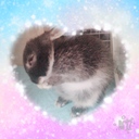 rabbit_runa’s blog