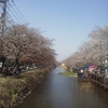 葛西用水の桜