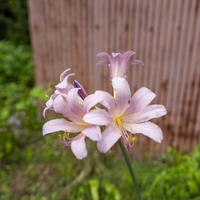 9月の誕生花 旅カメラ